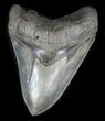 Large, Serrated Megalodon Tooth - South Carolina #31599-1